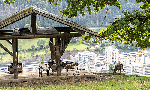 Ziegen in ihrem Gehege im Wildpark, im Hintergrund ist die Bahnhofcity zu sehen.