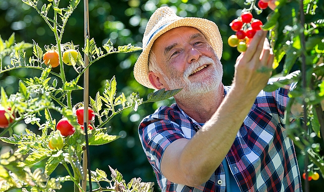 Älterer Mann hält Kirschtomate im Garten