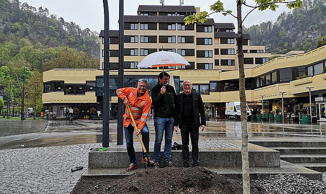 Bürgermeister Wolfgang Matt, Stadtgärnter Manfred Breznik und Stadtrat Rainer Keckeis bei der Baumpflanzung am Leonhardsplatz