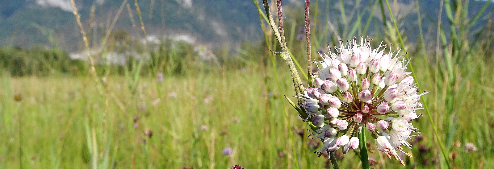 Wiese mit Blumen im Europaschutzgebiet Bangs-Matschels