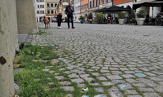 Grünwuchs zwischen den Pflastersteinen in der Marktgasse in Feldkirch