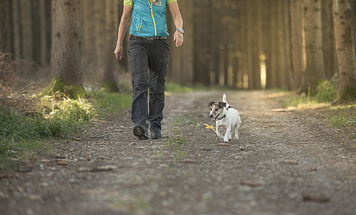 Eine Person spaziert durch denn Wald, neben der Person läuft ein kleiner Hund. 